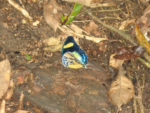Euphaedra demeter