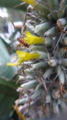 Trigona chanchamayoensis