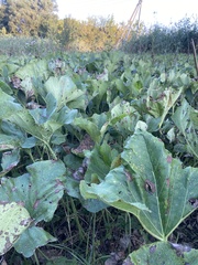 Petasites spurius