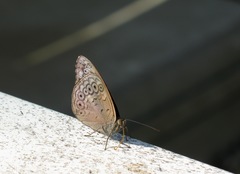 Sevenia occidentalium