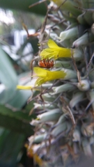 Trigona chanchamayoensis