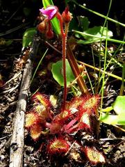 Drosera natalensis