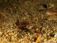 Apletodon pellegrini
