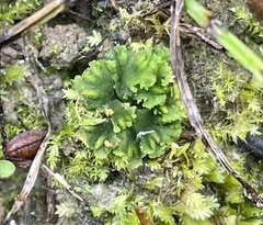 Notothylas orbicularis