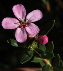 Adenandra fragrans