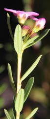 Adenandra fragrans