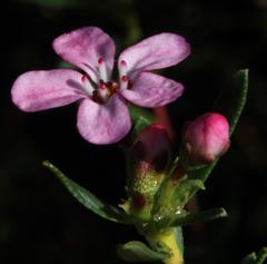 Adenandra fragrans