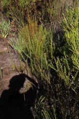 Adenandra fragrans