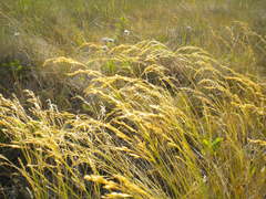 Poa interior