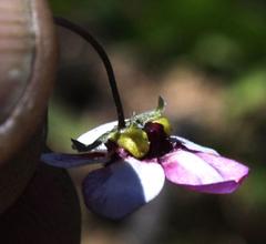 Diascia capensis