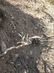 Convolvulus lineatus