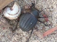 Pimelia