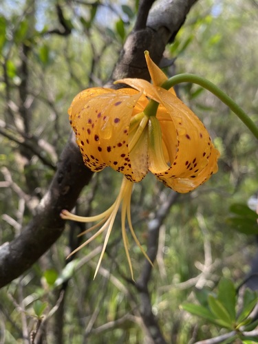 Lilium iridollae image