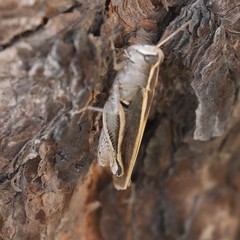 Calliptamus plebeius