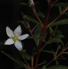 Agathosma crenulata