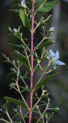 Agathosma crenulata