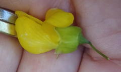 Calpurnia floribunda