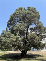 Cupressus guadalupensis