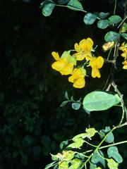 Calpurnia floribunda