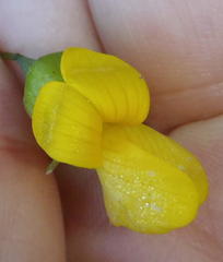 Calpurnia floribunda