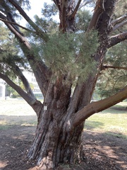 Cupressus guadalupensis
