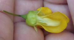 Calpurnia floribunda