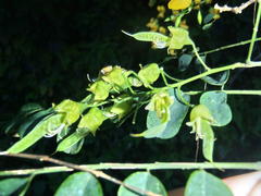 Calpurnia floribunda