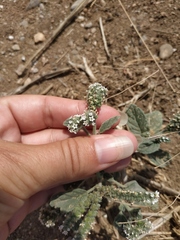 Heliotropium ellipticum