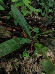 Ardisia cornudentata