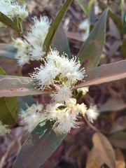 Eugenia complicata