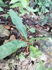 Ardisia cornudentata