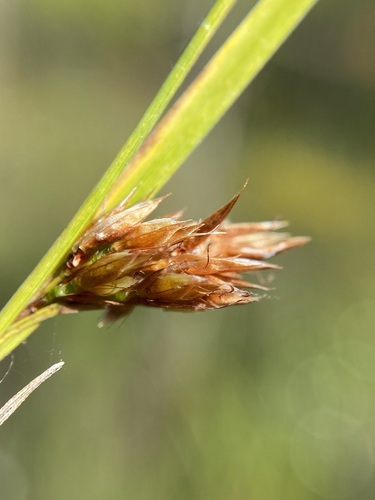 Image of Rhynchospora crinipes by (c) Matt Berger, some rights reserved (CC BY)