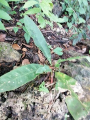 Ardisia cornudentata