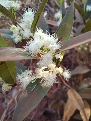 Eugenia complicata