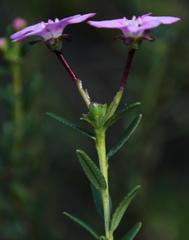 Adenandra fragrans