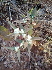 Eugenia complicata