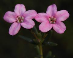 Adenandra fragrans