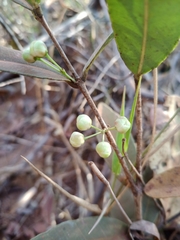Eugenia complicata