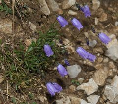 Campanula cespitosa