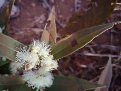 Eugenia complicata