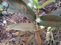Eugenia complicata