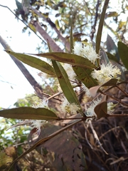 Eugenia complicata