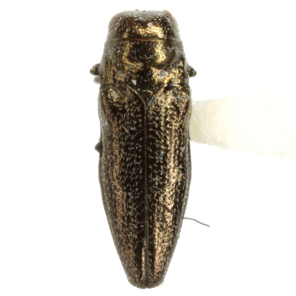 Taphrocerus schaefferi