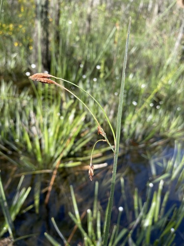 Image of Schoenoplectus etuberculatus by (c) Matt Berger, some rights reserved (CC BY)