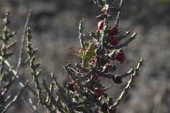 Mactruchus ischnodus