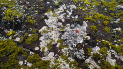 Adenocystis utricularis