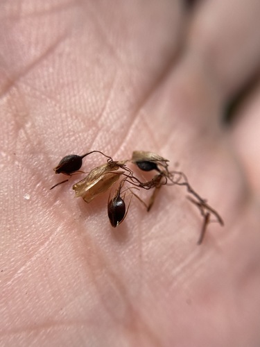 Image of Schoenoplectus etuberculatus by (c) Matt Berger, some rights reserved (CC BY)