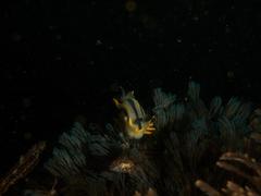 Polycera capensis