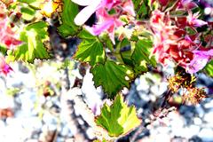 Pelargonium cucullatum cucullatum