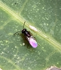 Encyrtinae
